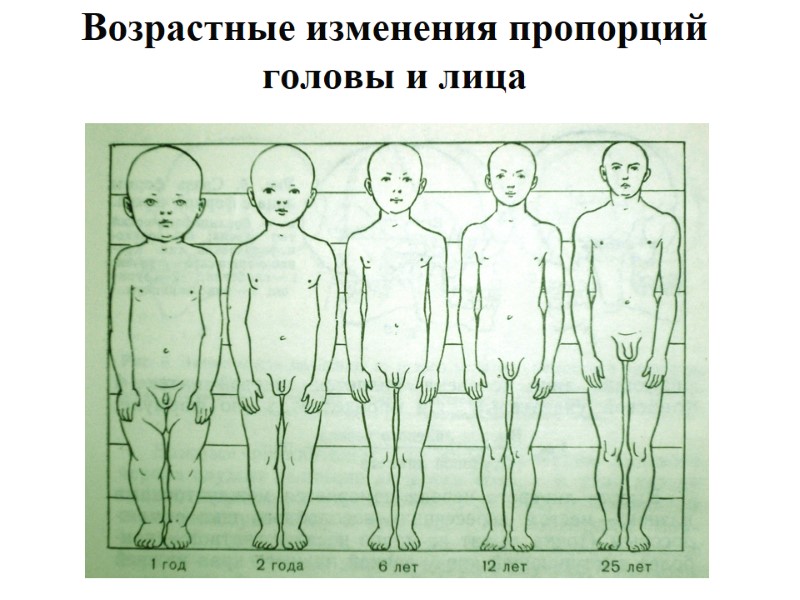 Возрастные изменения пропорций головы и лица